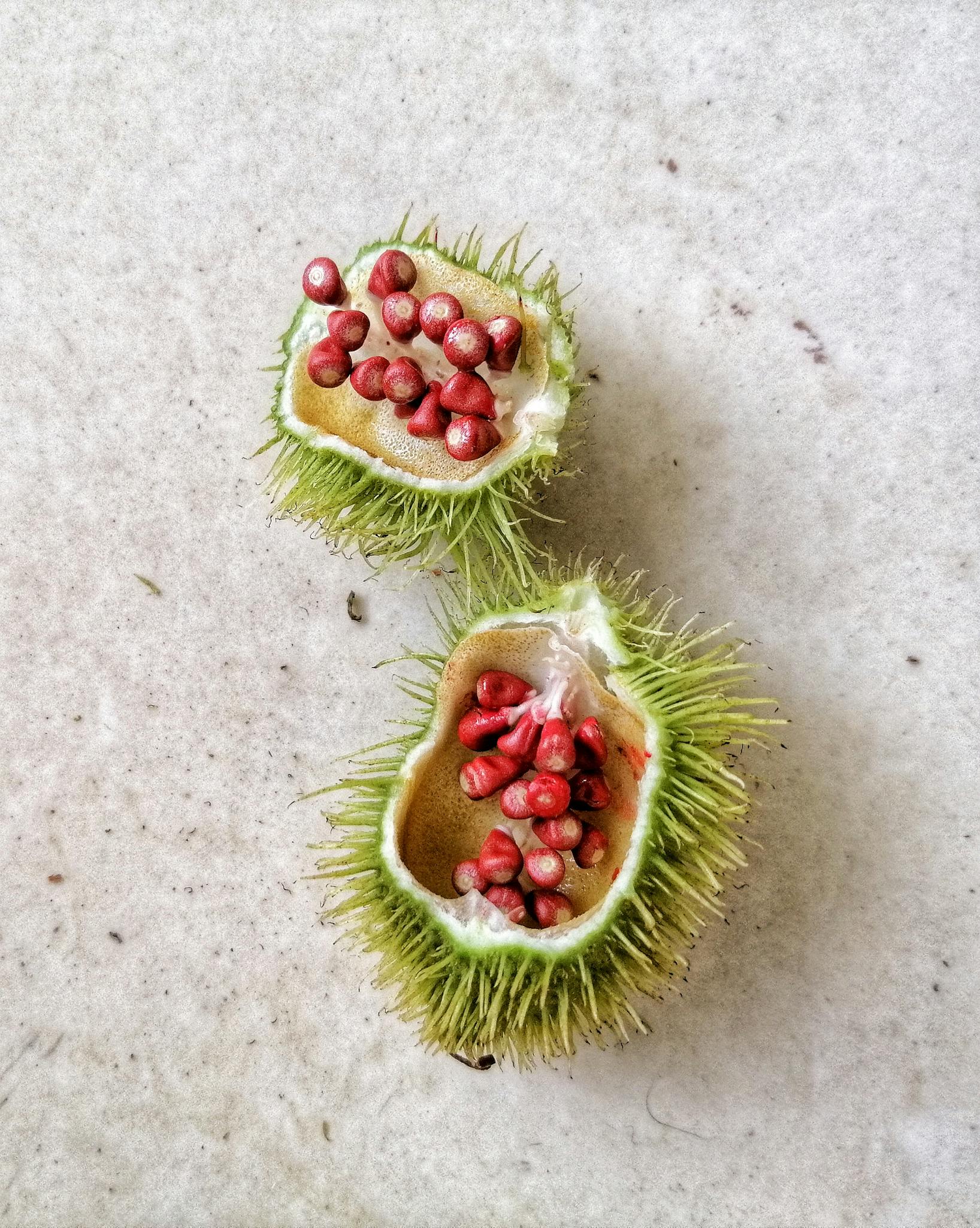 Close-up of vibrant annatto seeds from opened fruit pod on a neutral background.