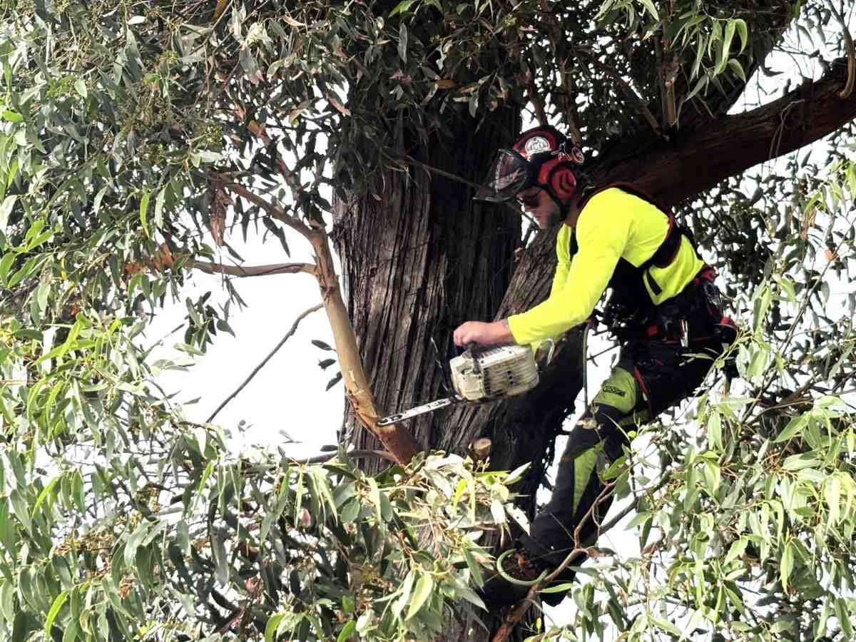 arborist services Sydney