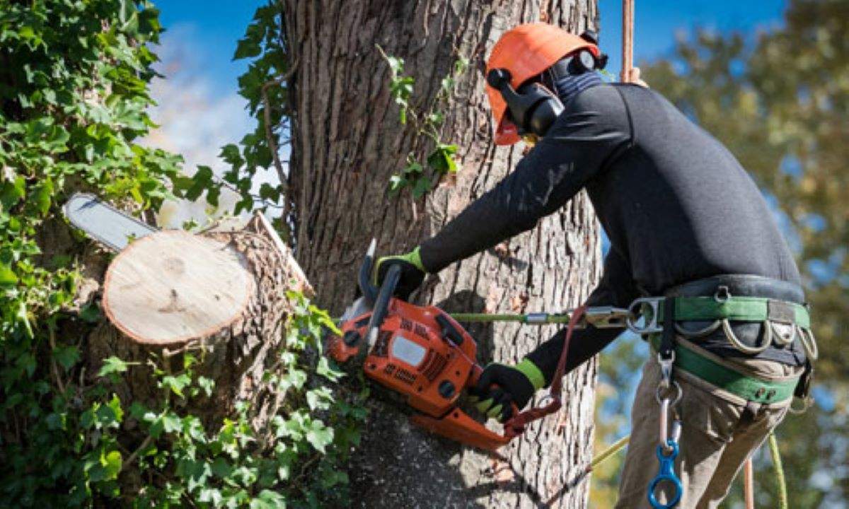 arborist services Sydney